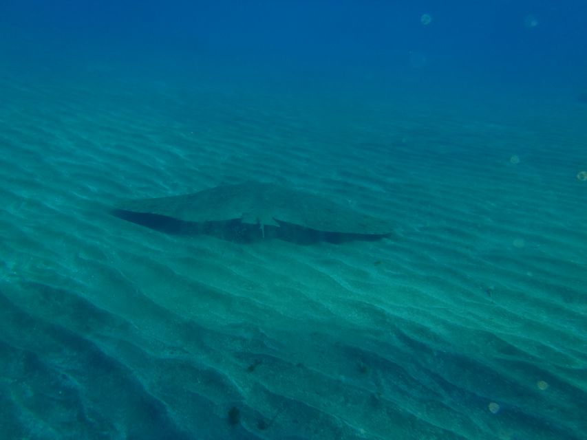Tenerife Scuba Diving for Certified Divers - Key details before you book