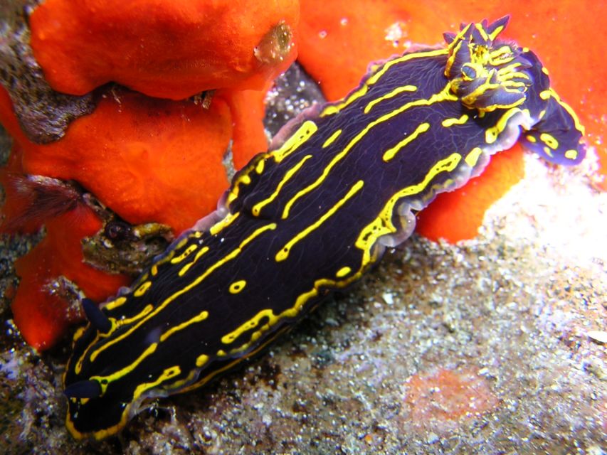 Tenerife Scuba Diving for Certified Divers - The value of the six-hour experience