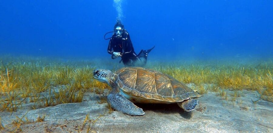 Tenerife: Scuba Diving Lesson and Abades Protected Area Dive - Why Abades Makes a Good First Scuba Setting