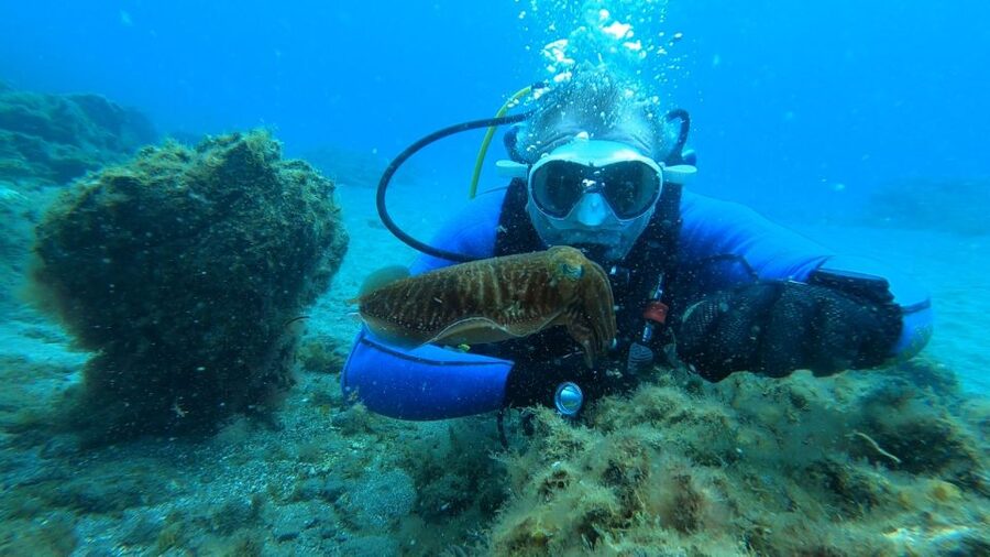 Tenerife: Scuba Diving Lesson and Abades Protected Area Dive - What the Instructor Adds to the Experience