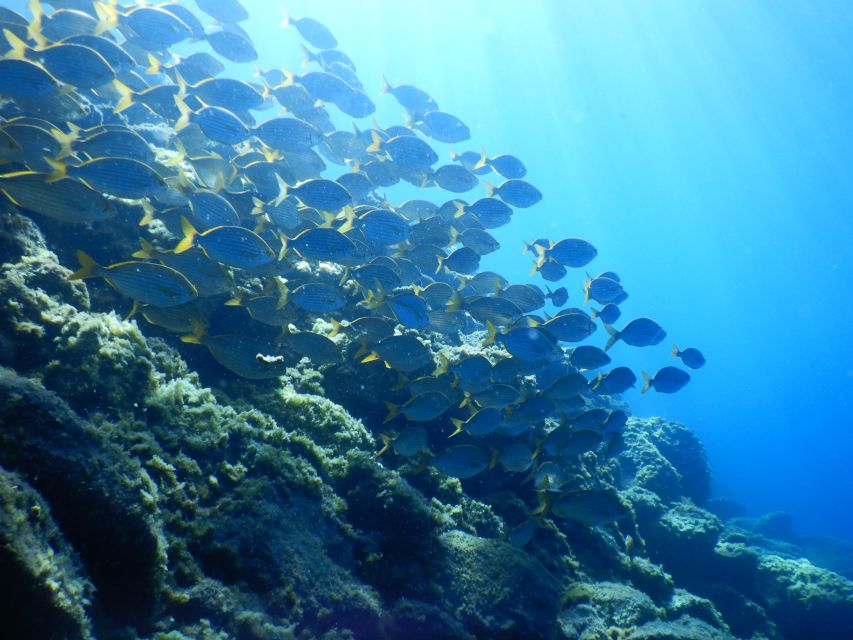 Tenerife : Snorkeling underwater with freediving Instructor - Photos, video, and the snack afterward