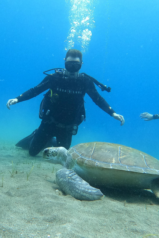Tenerife south: Scuba Dive for beginners in Adeje - Getting comfortable with the full equipment