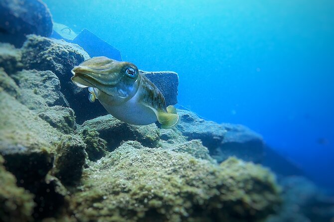 Tenerife Under The Sea - dive into 1-1 personalised experience - What Makes This Experience Different