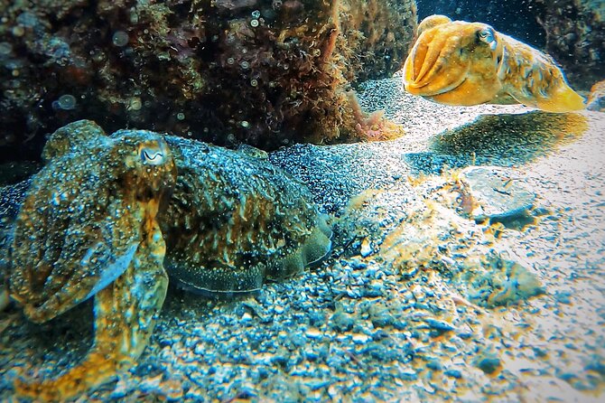 Tenerife Under The Sea - dive into 1-1 personalised experience - Underwater Time at Your Pace