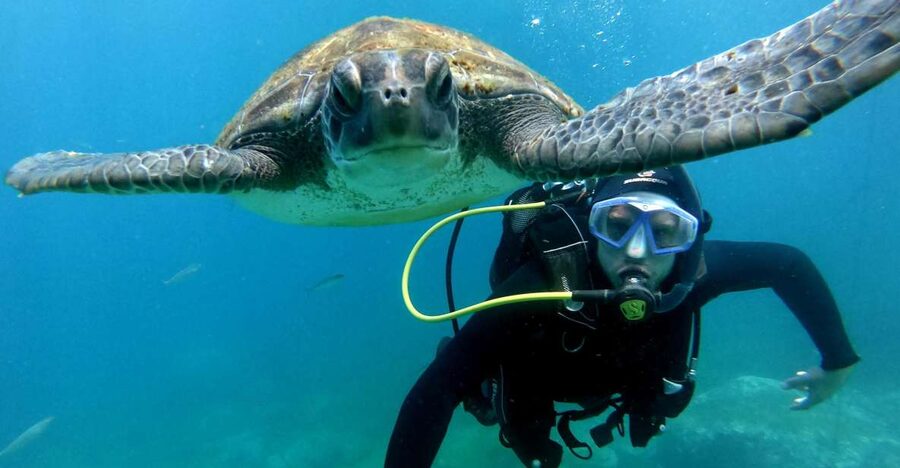 Tenerife: Your First Scuba Diving Experience in Turtle Area - What makes this Costa Adeje outing worth considering