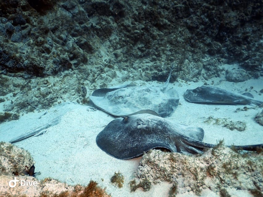 Tenerife: Your First Scuba Diving Experience in Turtle Area - Booking details that can save you trouble