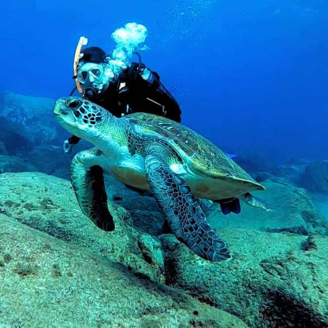 Tenerife: Your First Scuba Diving Experience in Turtle Area - The 15-minute speedboat ride along Tenerife’s coast