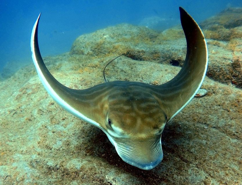 Tenerife: Your First Scuba Diving Experience in Turtle Area - The 25-minute scuba session at up to 12 meters