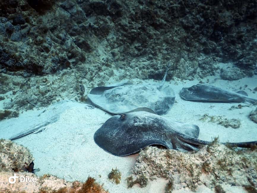 Tenerife: Your First Scuba Diving Experience in Turtle Area - The 25-minute snorkeling safari after scuba