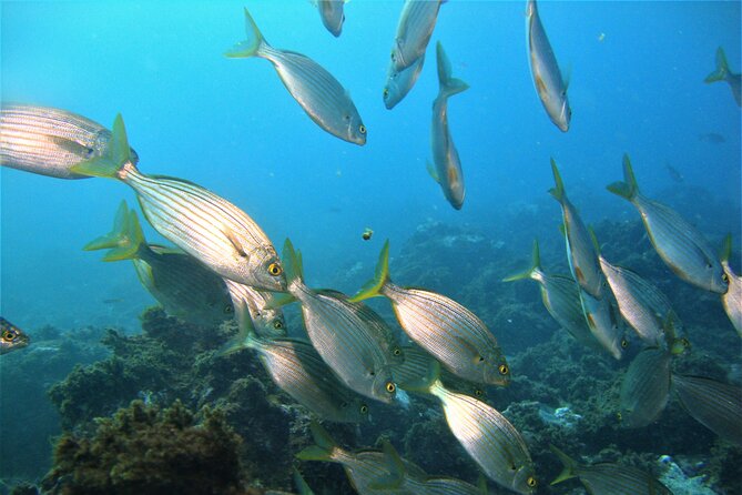 Terceira Azores: Scuba-Double dive Trip(certified Divers) - Starting at Angra’s marina
