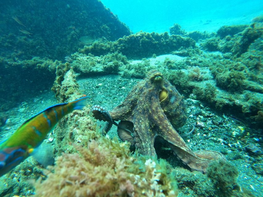 Terceira Island:Try Scuba in a Shipwreck-Archeological park - Underwater Photos and Other Practical Details