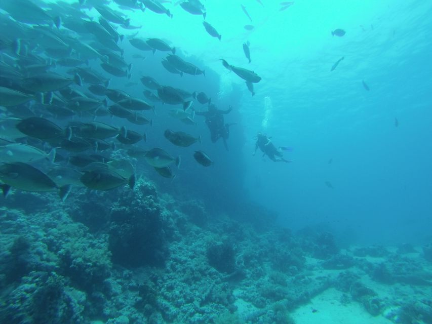 Tiran Island: Full-day Snorkeling, Diving Boat Trip - Scuba sessions for certified participants