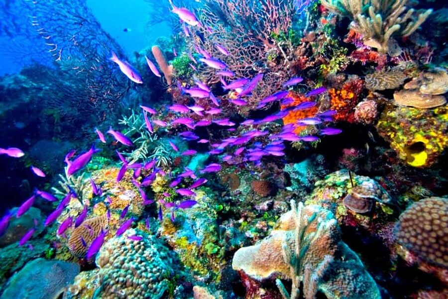 Tiran Island: Full-day Snorkeling, Diving Boat Trip - What the $76 price really covers