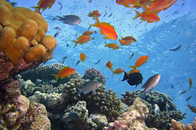 Tiran Island Full Day Snorkeling Sea Trip & intro dive 15 min - Sharm El Sheikh - What the $37 price really includes
