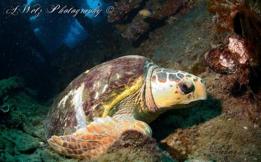 Townsville or Magnetic Island: Yongala Wreck Dive Day Trip - Preparing for the first underwater session