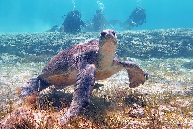 Try a Scuba Diving Experience - Shallow-water practice at the nearby bay