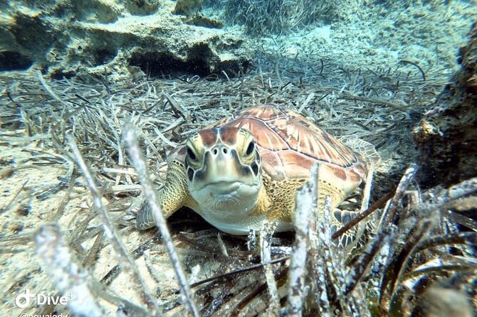 Try a Scuba Diving Experience - Why the private format matters