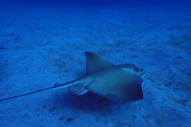 Try Dive in Abades Bay with a private instructor - Why Abades is a smart place for a first underwater session