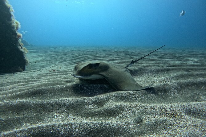 Try Dive in Abades Bay with a private instructor - What you might see on the volcanic house reef