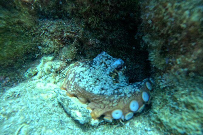 Try Dive in Abades Bay with a private instructor - The value of $98.40 per person