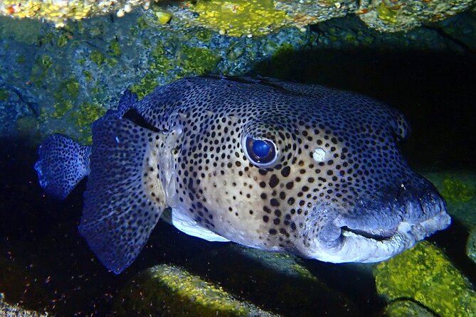 Try Dive in Abades Bay with a private instructor - What nonparticipants can do nearby