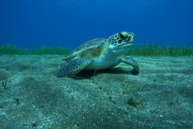 Try Dive in Abades Bay with a private instructor - A private setup that keeps the pressure low
