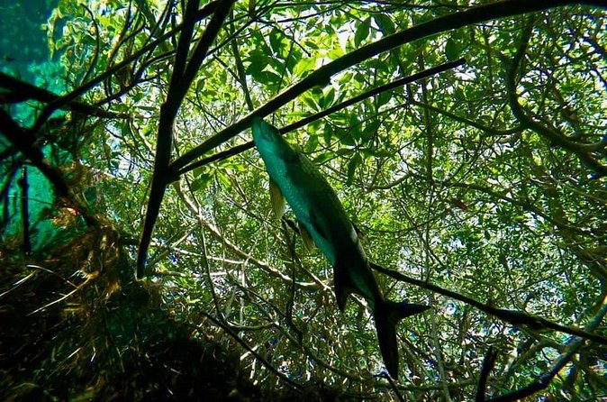 Try dive in beautiful Casa cenote for 2 people - Why two 40-minute sessions work well