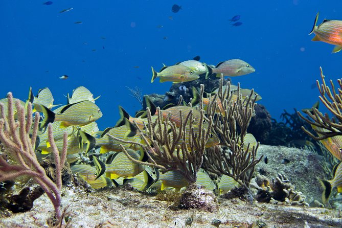 Try dive in Cozumel island - Getting ready on the Cozumel marina