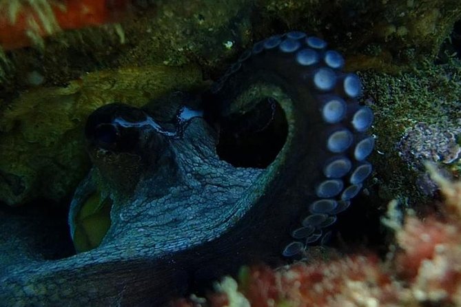 Try Dive Marine Reserve, Arrábida, Setúbal, Sesimbra, near Lisbon - The marine reserve and the underwater payoff
