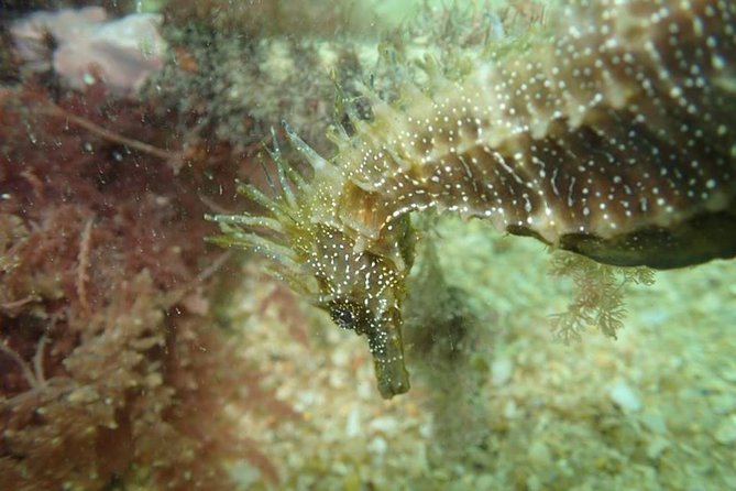 Try Dive Marine Reserve, Arrábida, Setúbal, Sesimbra, near Lisbon - Why the instruction matters for beginners