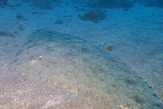 Try Dive - PADI Discover Scuba Diving in Tenerife - Who will get the most from this experience