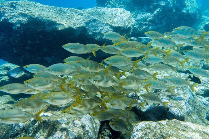 Try Dive - PADI Discover Scuba Diving in Tenerife - Timing, transport, and the flight rule