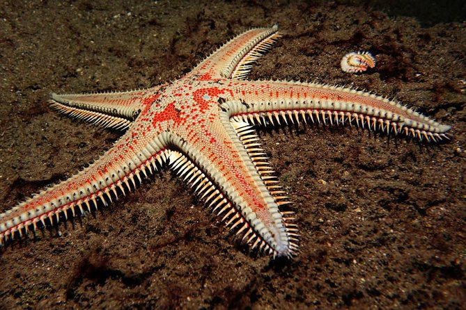 Try Dive - PADI Discover Scuba Diving in Tenerife - A practical look at the experience