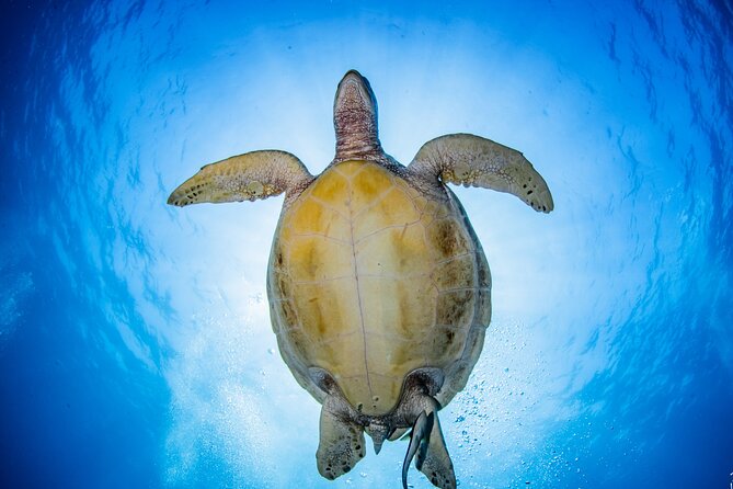 Try Dive Program in the Biorock Pemuteran - Who will get the most from this program