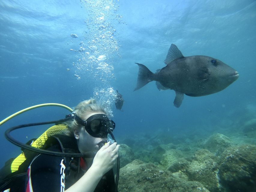 Try diving for the first time in turtle area - Key points at a glance