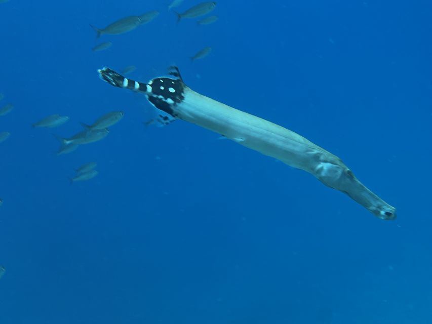 Try diving for the first time in turtle area - Getting comfortable in calm Tenerife water