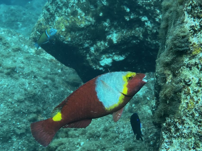 Try diving for the first time in turtle area - Looking for turtles, fish, starfish, and octopus