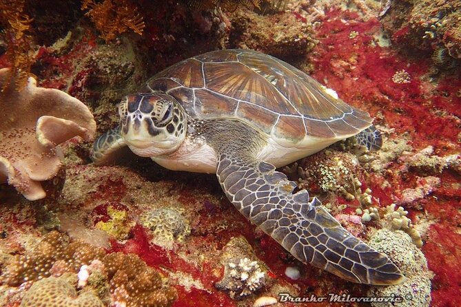 Try Diving in Blue Lagoon Padangbai Bali for non-certified divers - Padang Bai Fishing Village and the jukung boat