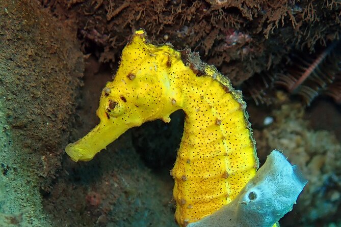 Try Diving in Blue Lagoon Padangbai Bali for non-certified divers - Learning the basics before entering the water