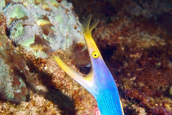 Try Diving in Blue Lagoon Padangbai Bali for non-certified divers - Two underwater sessions in Blue Lagoon