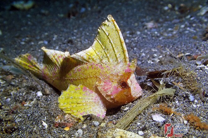 Try Diving in Blue Lagoon Padangbai Bali for non-certified divers - Bias Tugel, artificial reefs, and Jepun