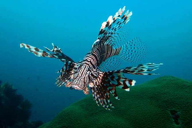 Try Diving in Blue Lagoon Padangbai Bali for non-certified divers - The early pickup from Kuta and the road to Padangbai
