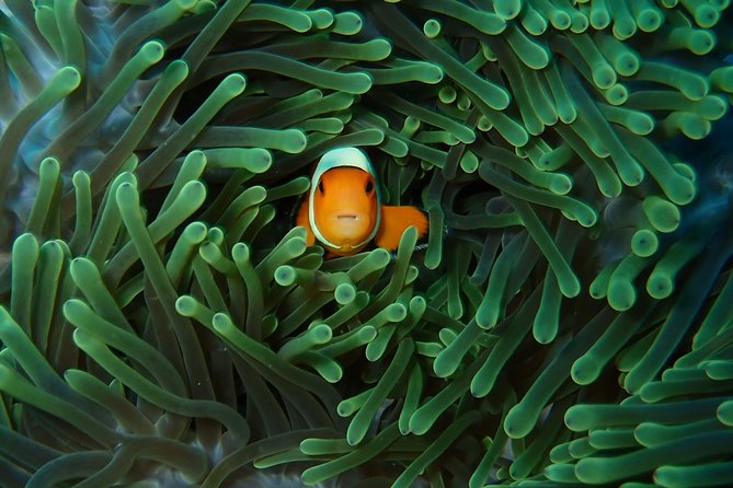 Try Diving in Nusa Lembongan - Penida. For beginners (with 2 ocean dives) - Pool practice before the sea