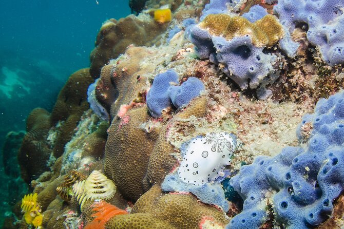 Try Scuba Diving 2 Dives Bang Bao - The 30-minute lesson for first-time scuba users