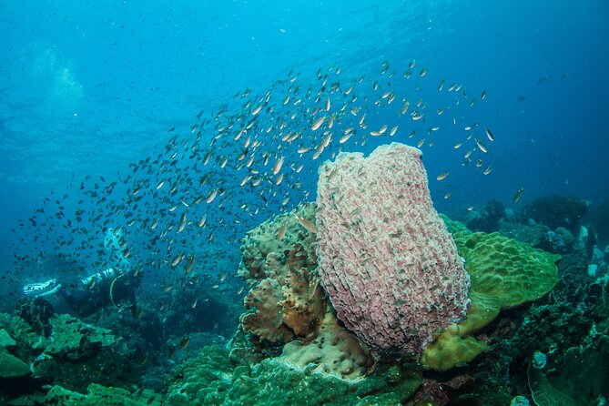Try Scuba Diving 2 Dives Bang Bao - Why the instructor-to-participant ratio matters