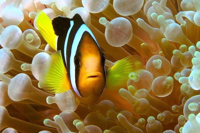Try Scuba Diving - Your First Breaths Underwater