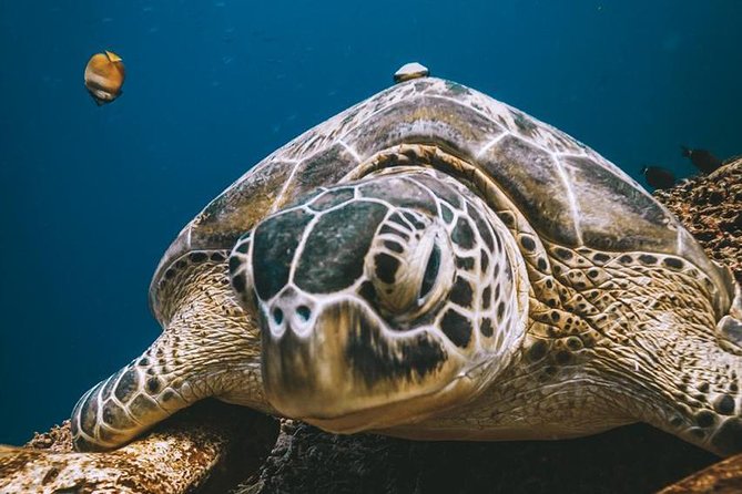 Try Scuba Diving - What The $121 Price Really Buys