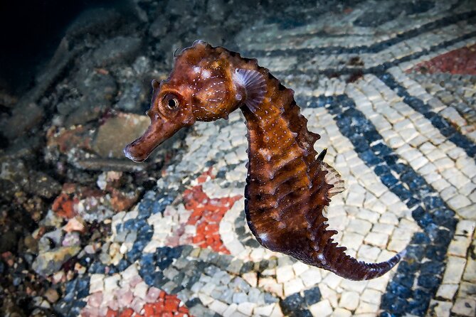 Try Scuba Diving and Underwater Roman Ruins in Baia from Naples - Key points at a glance