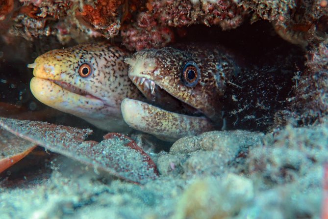 Try Scuba Diving at Cook Island – Guided Ocean Dive with Turtles - Underwater life at Cook Island Aquatic Reserve