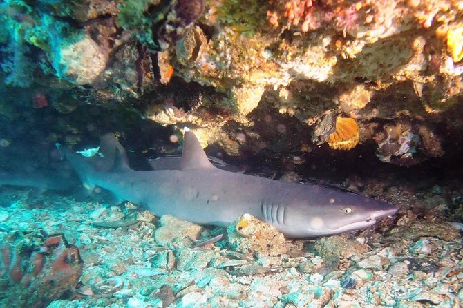 Try Scuba Diving at Padang Bai - Two beginner sessions with close supervision